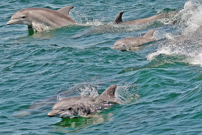 Whale and Dolphin Watching Cruise from Cape May - Who Will Enjoy This Tour Most?