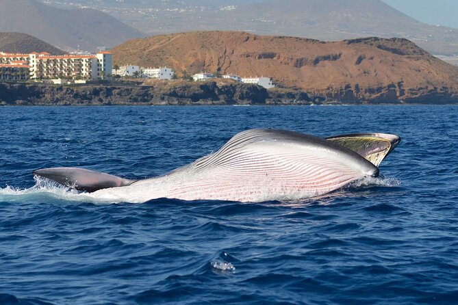 Whale and Dolphin Watching EcoAdventure in Tenerife - Listening to Whales and Dolphins with a Hydrophone