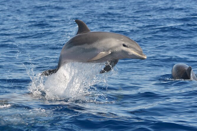 Whale and Dolphin Watching EcoAdventure in Tenerife - The Captains Role and the Tour Atmosphere