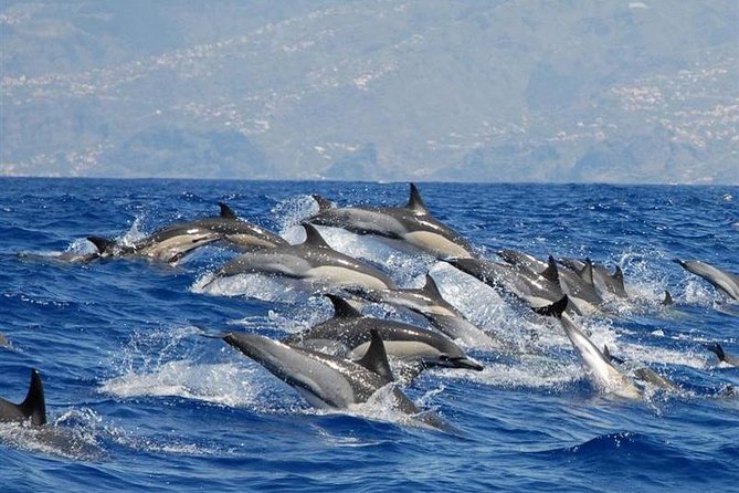 Whale and Dolphin Watching in Calheta, Madeira Island - Whale and Dolphin Watching in Calheta, Madeira Island: An Up-Close Marine Adventure