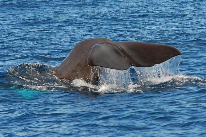 Whale and Dolphin Watching in Calheta, Madeira Island - Key Points