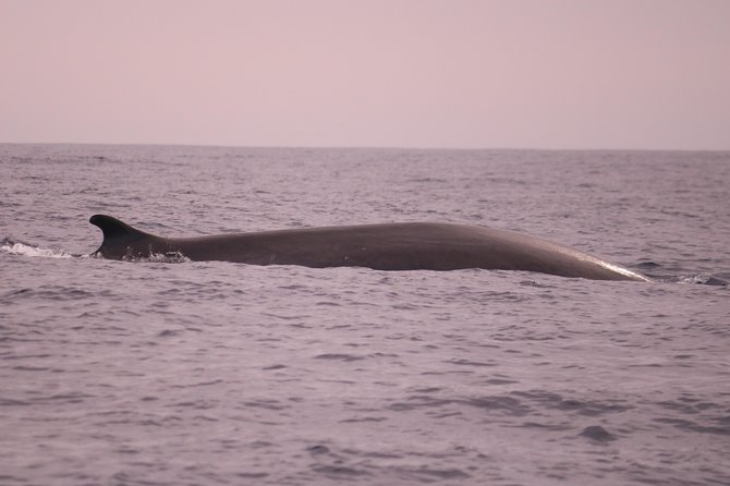 Whale and Dolphin Watching in Calheta, Madeira Island - The Search Strategy and Search Time