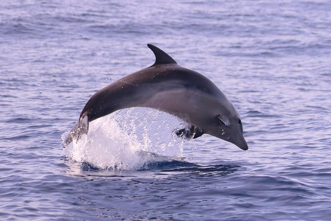 Whale and Dolphin Watching in Calheta, Madeira Island - Coastal Views and the Overall Atmosphere