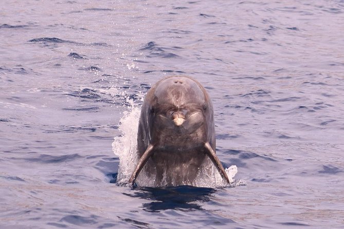 Whale and Dolphin Watching in Calheta, Madeira Island - Physical Requirements and Safety Tips