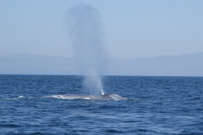 Whale and Dolphin Watching in San Diego - Seasonality and Wildlife Expectations