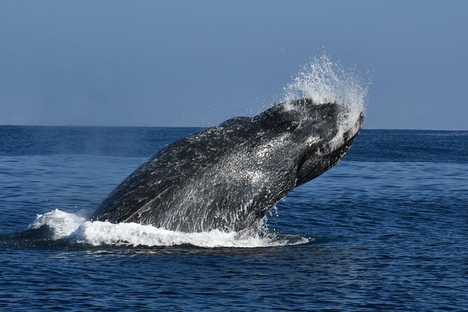 Whale and Dolphin Watching in San Diego - Weather Conditions and What to Expect