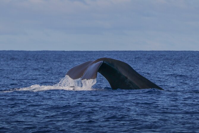Whale and Dolphin Watching in Terceira Island - Exciting Whale and Dolphin Watching in Terceira for $74.91