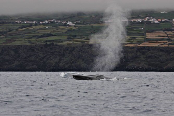 Whale and Dolphin Watching in Terceira Island - Meeting Point and Practical Details