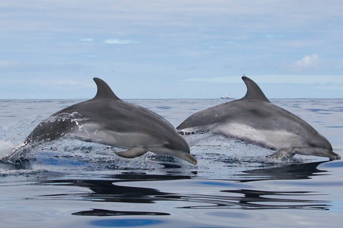 Whale and Dolphin Watching in Terceira Island - Experience the Marine Life of the Azores with Expert Guides