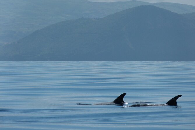 Whale and Dolphin Watching in Terceira Island - What You Can Expect During the 2.5-Hour Trip
