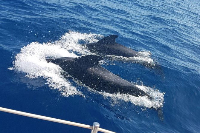 Whale and Dolphin Watching Sailing Boat with Drinks, Snacks and Swimming Time - Exciting Sea Safari in Tenerife with Marine Wildlife and Refreshments
