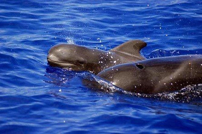 Whale and Dolphin Watching Sailing Boat with Drinks, Snacks and Swimming Time - Departure Point and Booking Details in Tenerife