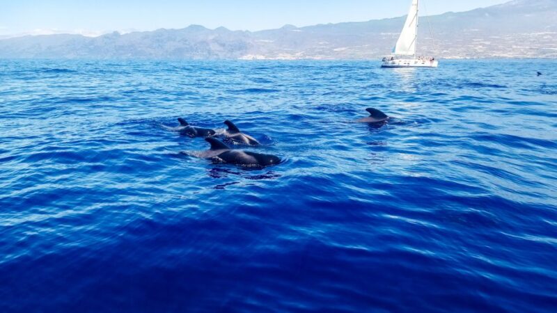 Whale and Dolphin Watching Sailing Tour Los Gigantes (3H) - Discover Tenerife’s Marine Life with a 3-Hour Sailing Tour from Los Gigantes
