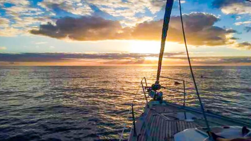 Whale and Dolphin Watching Sailing Tour Los Gigantes (3H) - Spotting Marine Wildlife: Whales, Dolphins, and Sea Turtles