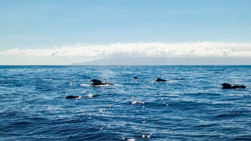 Whale and Dolphin Watching Sailing Tour Los Gigantes (3H) - Onboard Lunch, Drinks, and Refreshments