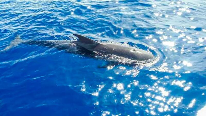 Whale and Dolphin Watching Sailing Tour Los Gigantes (3H) - Timing, Pacing, and Overall Experience