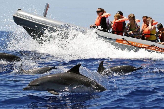 Whale and Dolphin Watching Tour from Funchal - Exciting Marine Encounters with Native Dolphins and Whales
