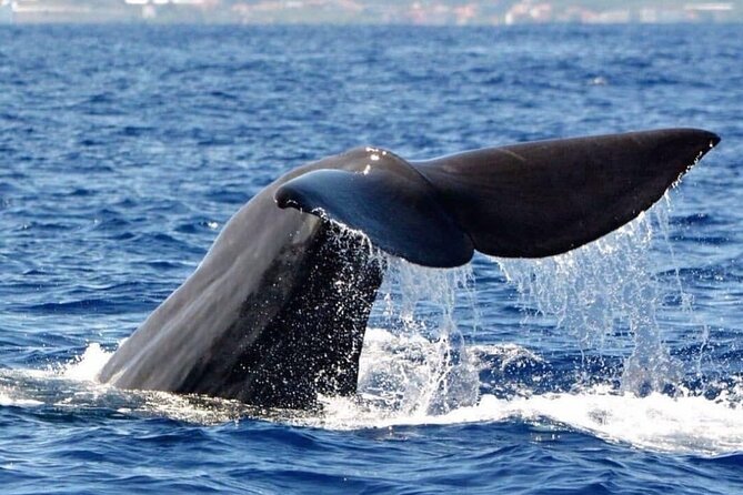 Whale and Dolphin Watching Tour from Funchal - Marine Biologists Lead the Wildlife Watching Experience