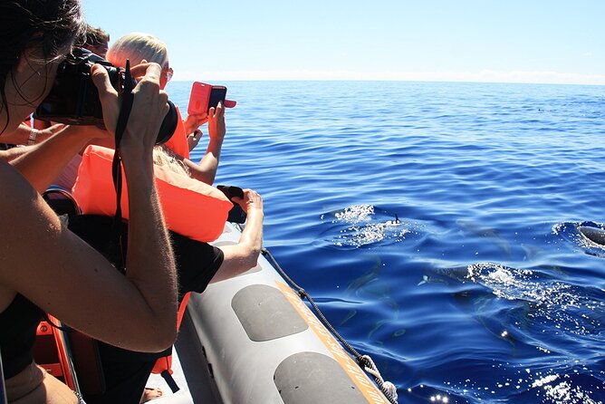 Whale and Dolphin Watching Tour from Funchal - Who Should Consider This Tour