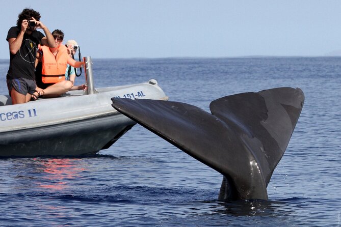 Whale and Dolphin Watching Tour from Funchal - Flexibility and Cancellation Policies
