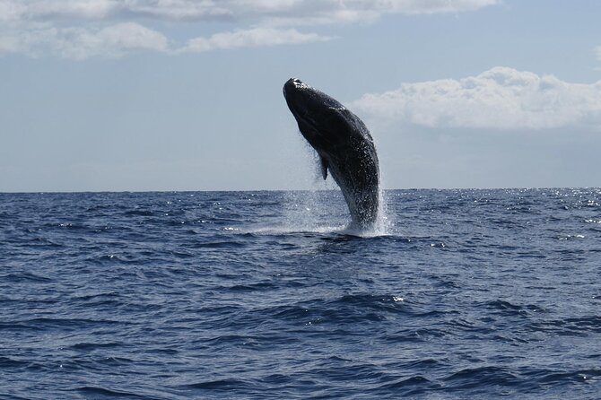 Whale and Dolphin Watching Tour from Funchal - Why This Tour Stands Out in Madeira