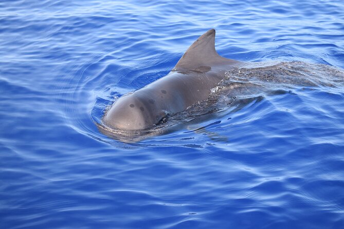 Whale and Dolphin Watching Tour in Madeira - The Crew and Captain: Knowledgeable and Attentive
