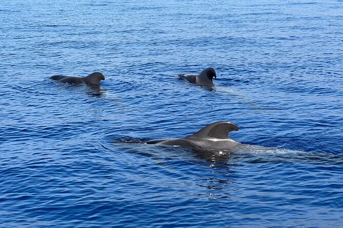Whale and dolphin watching tour Los Gigantes and Masca in small groups - Key Points