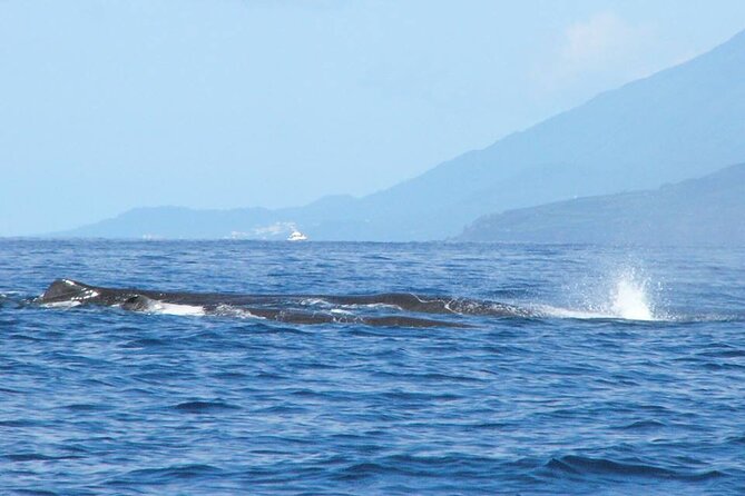 Whale and Dolphin Watching Tour on Pico Island - Flexibility and Cancellation Policy
