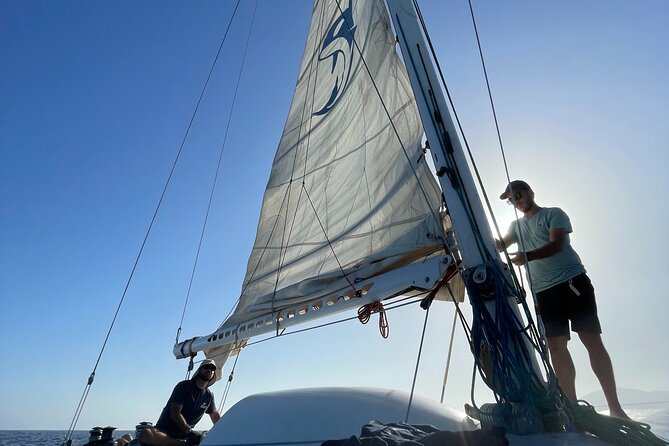 Whale & Dolphin Observation on Silent Catamaran with Hydrophone - The Experience of Silent Marine Observation