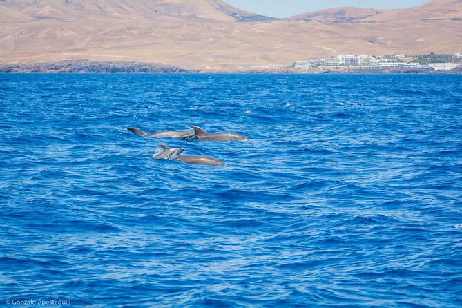 Whale & Dolphin Observation on Silent Catamaran with Hydrophone - Customer Feedback and Satisfaction Levels
