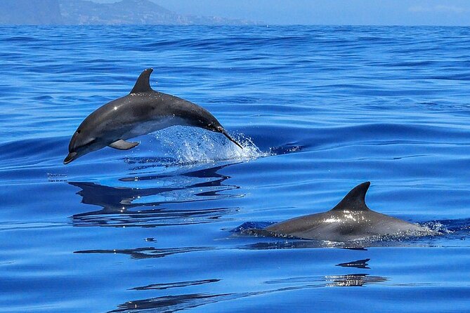 Whale & Dolphin Watching Boat Trip in Tenerife On a Sailing Boat (3 Hr) - Swim Stop in a Scenic, Safe Bay