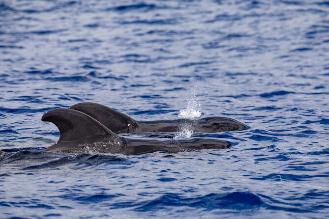 Whale & Dolphin Watching in Madeira - Practical Details: What’s Included and What to Consider