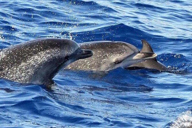 Whale & Dolphin Watching in Madeira - The Experience on the Water: Pacing and Views