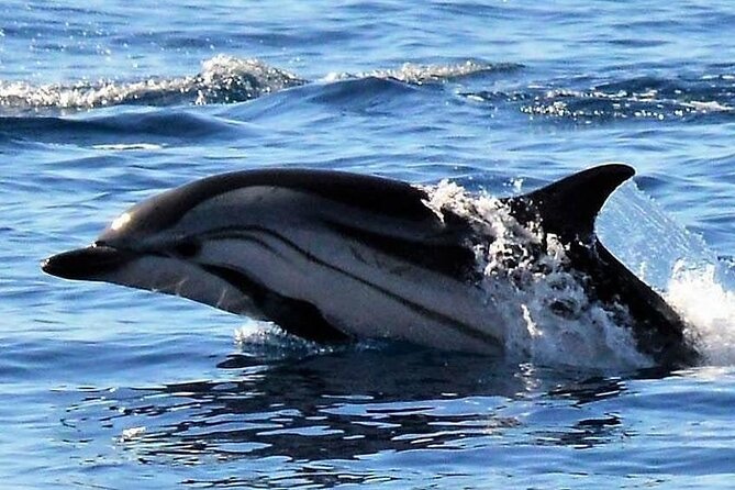 Whale & Dolphin Watching in Madeira - Customer Satisfaction and Trusted Guides