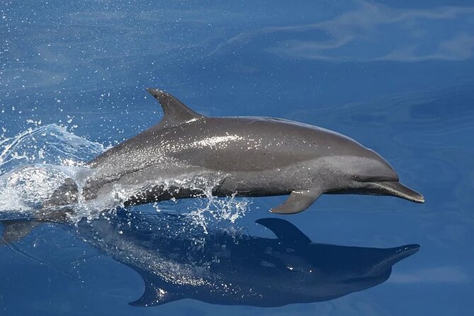 Whale & Dolphin Watching in Tenerife (Puerto Colon) On a Large Catamaran - Key Points