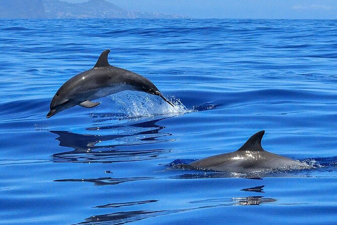 Whale & Dolphin Watching in Tenerife (Puerto Colon) On a Large Catamaran - Frequent Whale and Dolphin Sightings with a Short Sea Excursion