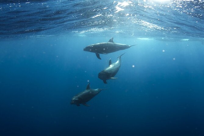 Whale & Dolphin Watching in Tenerife (Puerto Colon) On a Large Catamaran - Water Swimming Stop in a Small Bay