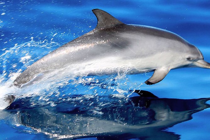 Whale & Dolphin Watching With Mustcat Virgin Coast Trip On a Large Catamaran - Exciting Marine Life Encounters on a Spacious Catamaran in Tenerife