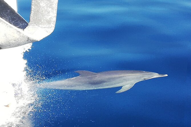 Whale & Dolphin Watching With Mustcat Virgin Coast Trip On a Large Catamaran - Key Points