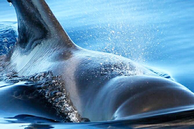 Whale & Dolphin Watching With Mustcat Virgin Coast Trip On a Large Catamaran - Relaxing at the Scenic Bay with a Swim Stop