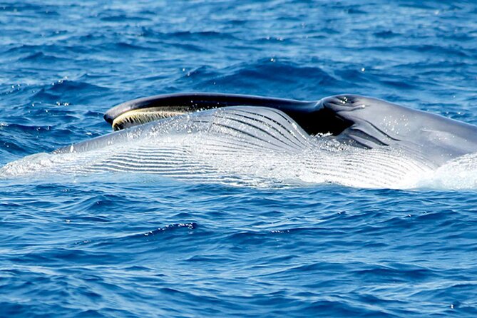 Whale & Dolphin Watching With Mustcat Virgin Coast Trip On a Large Catamaran - Practical Details and Booking Tips