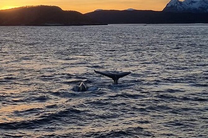 Whale Safari in Tromso - Limitations and Considerations