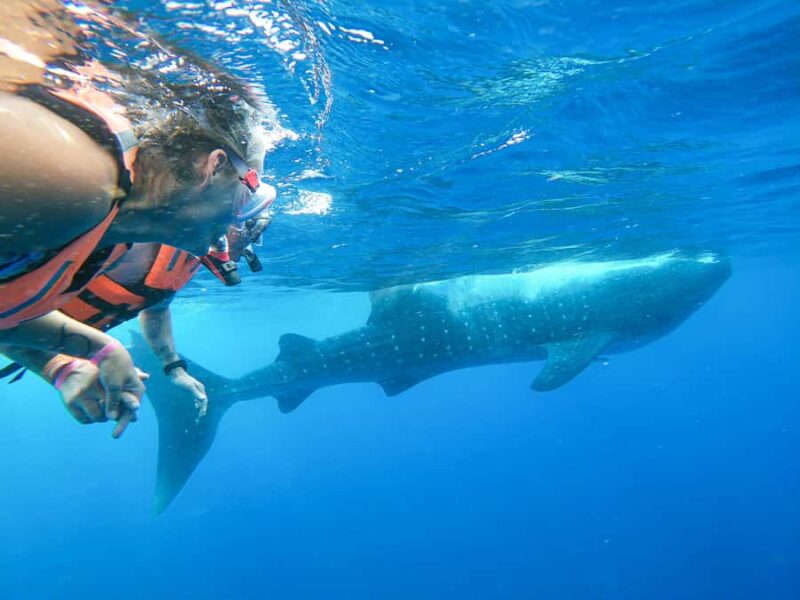 Whale Shark Adventure from Isla Mujeres - Discover the Whale Shark Adventure from Isla Mujeres in Quintana Roo, Mexico