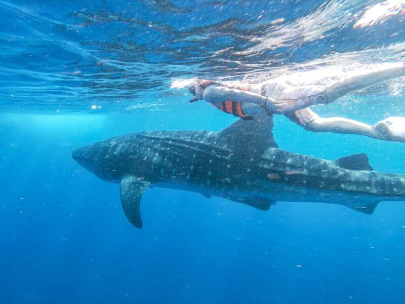 Whale Shark Adventure from Isla Mujeres - What the Tour Includes: Comfort, Wildlife, and Snorkeling Gear