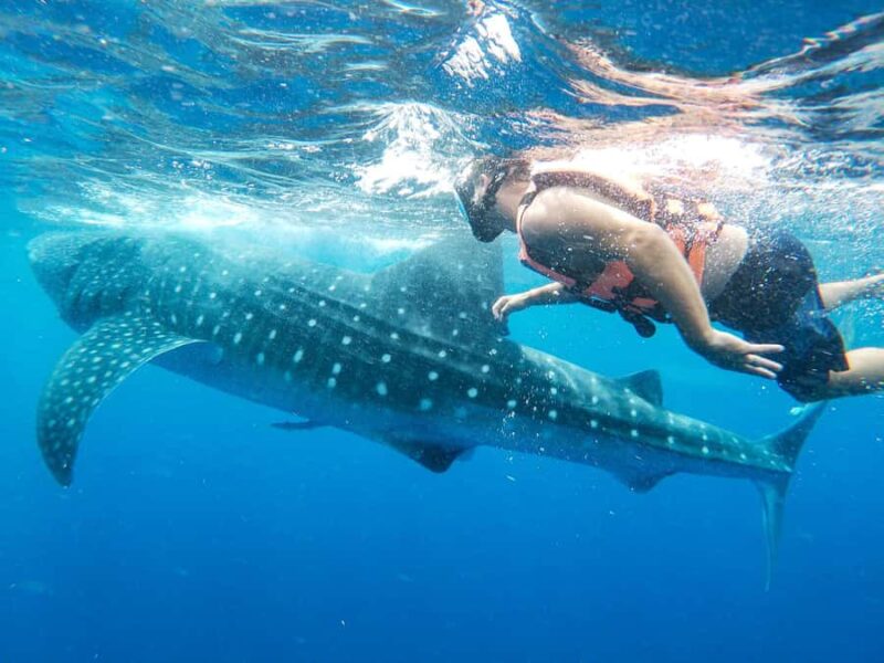 Whale Shark Adventure from Isla Mujeres - The Search for Whale Sharks: Natural Habitat and Success Rate