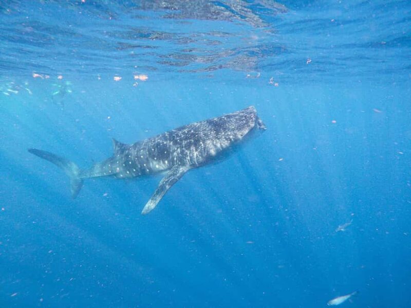 Whale Shark Adventure from Isla Mujeres - Navigating the Itinerary and Highlights