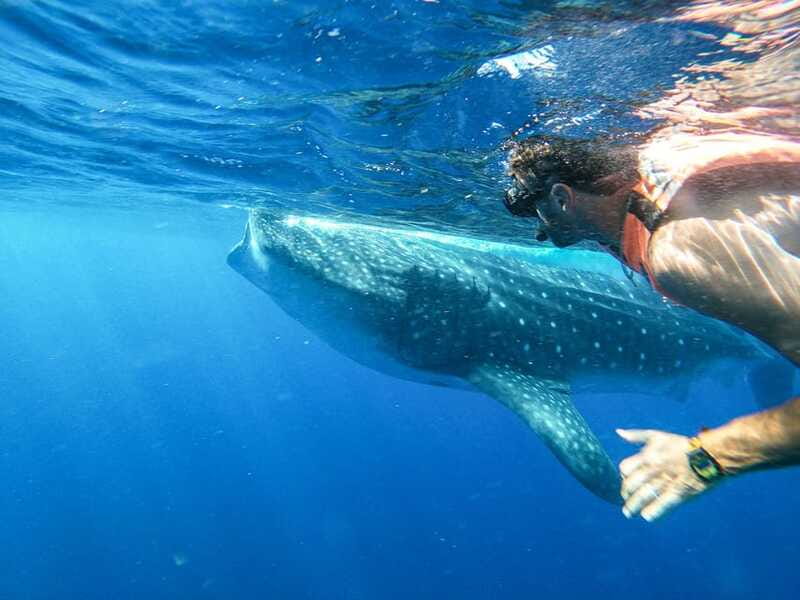 Whale Shark Adventure from Isla Mujeres - Practical Tips for Participants