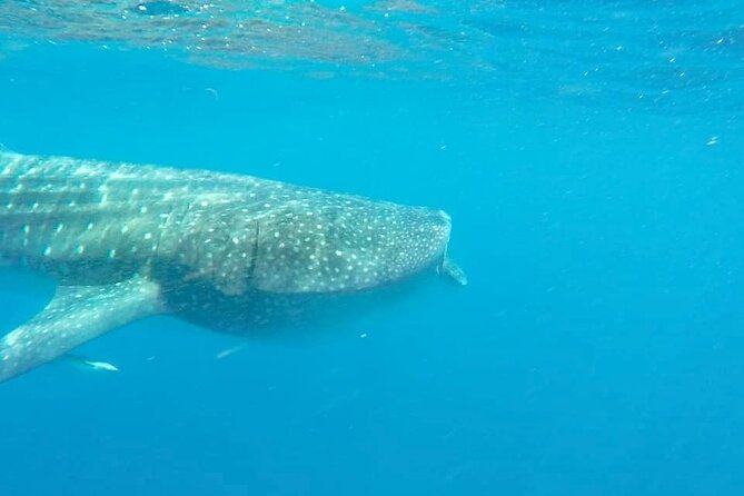 Whale Shark Adventure in Isla Mujeres and Cancun - What Marine Life Can Be Seen Besides Whale Sharks?
