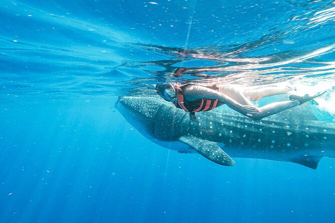 Whale Shark Adventure in Isla Mujeres and Cancun - Snorkeling Equipment, Food, and Additional Inclusions