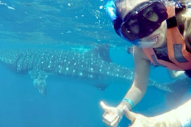 Whale Shark Adventure in Isla Mujeres and Cancun - The Experience from the Guides’ Perspective